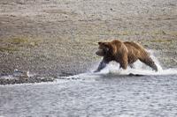 Grizzly Bear at Clark's Lake National Park